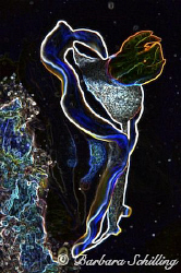 My first try with Photoshop and playing with different op... by Barbara Schilling 